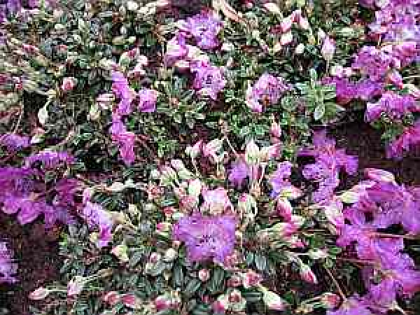 Rhododendron radicans (15cm-20cm)