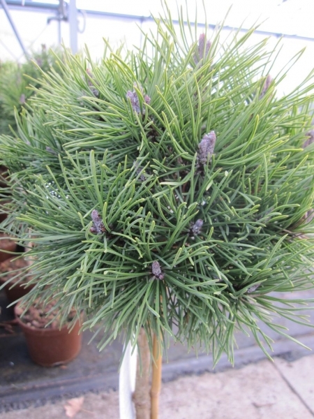 Pinus mugo Mops - Kugel Kiefer Mops - veredelt auf Hochstamm - Bonsai Konifere