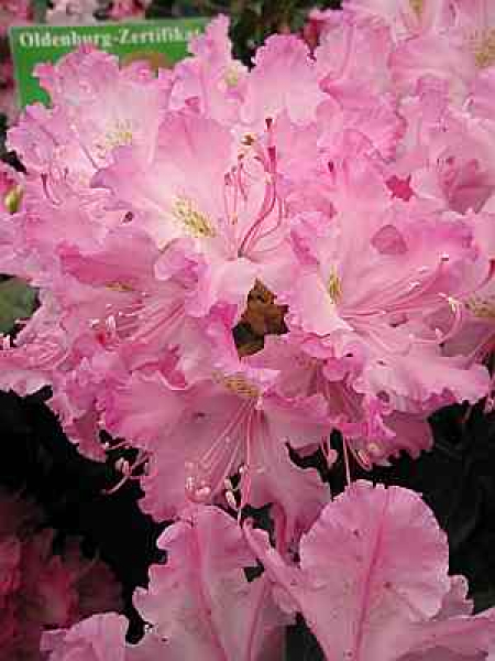 Kaukasische Alpenrose Millenium - Rhododendron smirnowii Millenium - 25-30