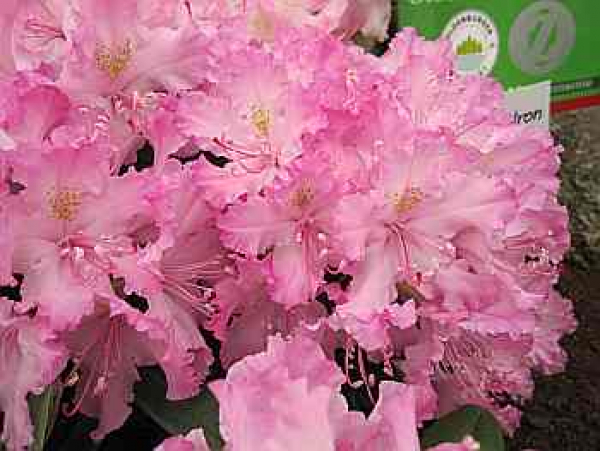 Kaukasische Alpenrose Millenium - Rhododendron smirnowii Millenium - 25-30