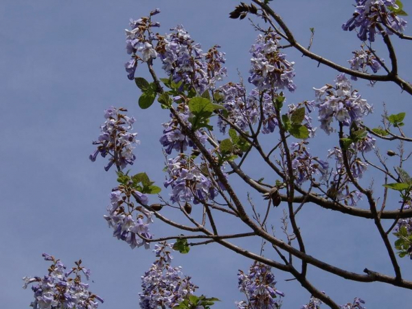 Paulownia tomentosa (125-150 cm) - Blauglockenbaum (Kaiserbaum, Kaiser-Paulownie)