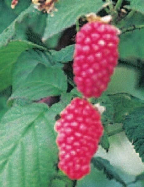 Rubus loganobaccus 'Loganbeere' (50 cm) - Himbeere x Brombeere Kreuzung