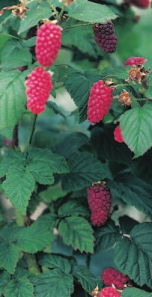 Rubus loganobaccus 'Loganbeere' (50 cm) - Himbeere x Brombeere Kreuzung