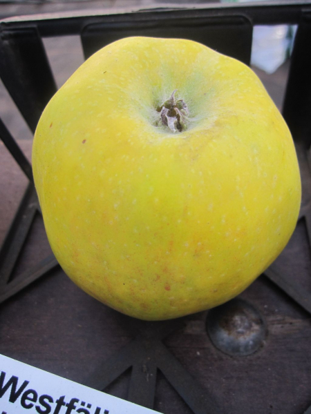 Herbstapfelbaum Westfälischer Güldering