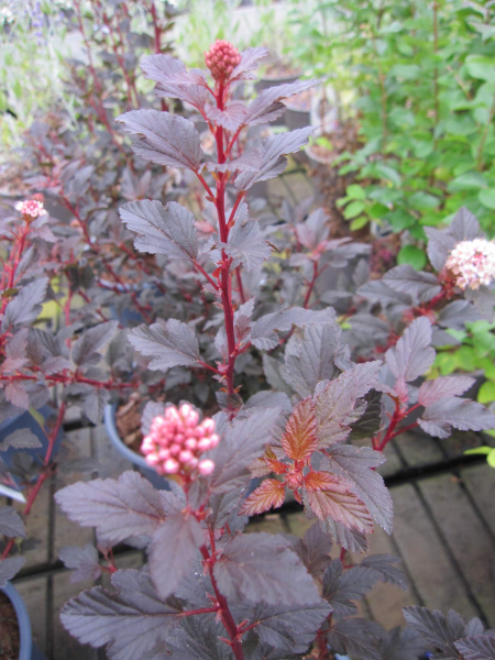 Blasenspiere Magical Sweet Cherry Tea