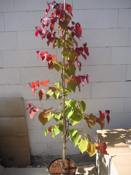 Cercis canadensis Eternal Flame 4