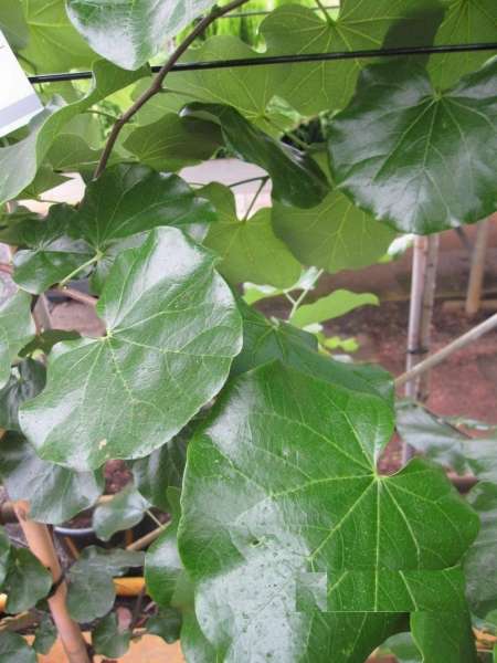 Cercis canadensis Texas White 2