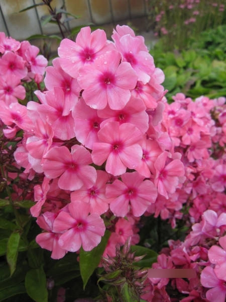 Flammenblume Windsor Phlox