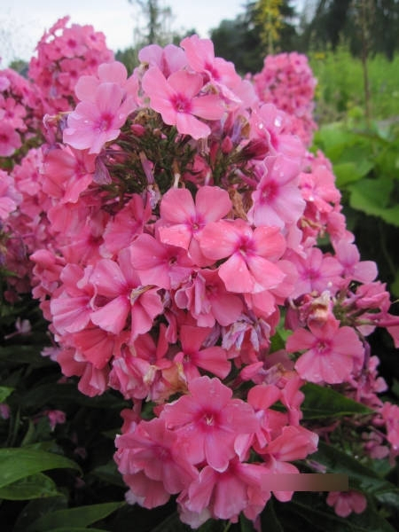 Flammenblume Windsor Phlox