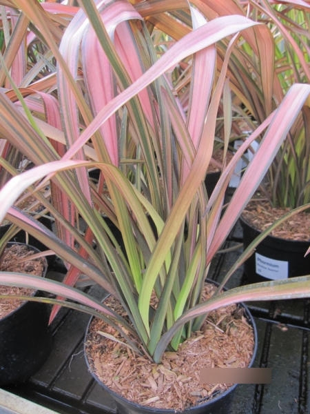 Phormium Rainbow Sunrise 2