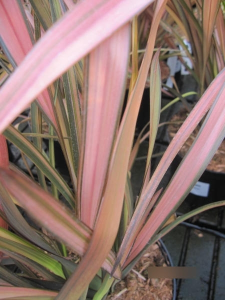 Phormium Rainbow Sunrise 1