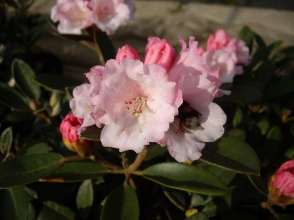 Rhododendron tsariense Queen Bee 4