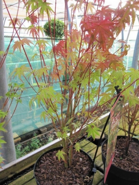 Ahorn palmatum Phoenix 1