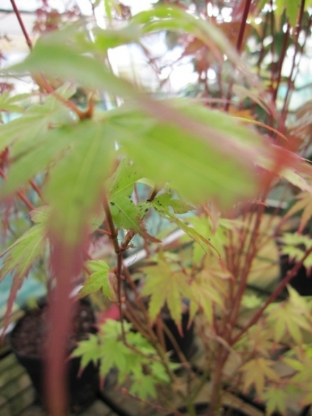 Ahorn palmatum Phoenix 2