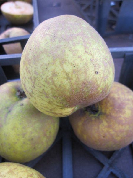 Malus Seestermüher Zitronenapfel