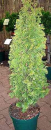 Thuja occidentalis Degroots Spire - Zwerglebensbaum Degroots Spire
