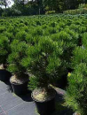 Pinus leucodermis  Malinki - Bosnische Zwergkiefer Malinki