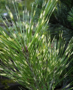 Pinus densiflora Oculus draconis - Japanische Strauchkiefer -  25-30