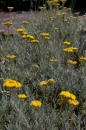 Helichrysum italicum - Currykraut - Strauchstrohblume