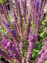 Salvia nemorosa Ostfriesland - Garten-Salbei - Ziersalbei - Blütensalbei- Steppensalbei - Hainsalbei