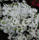 Azalea japonica "Schneeglanz" 25-30