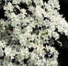 Azalea japonica "Schneewittchen" 25-30