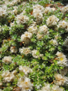 Paronychia kapela ssp. serpyllifolia - Thymianblättrige Mauermiere -