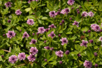 Phyla nodiflora Pink Pompon - Teppichverbene -
