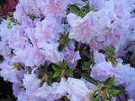 Rhododendron obtusum "Mrs. Nancy Dippel" 25-30