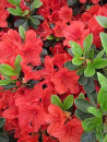 Rhododendron obtusum "Sonja" 25-30