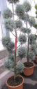 Cupressus arizonica Fastigiata Pompon - Arizona-Zypresse -