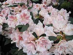 Rhododendron Hybride Double Dots - Großblumige Alpenrose 30-40cm