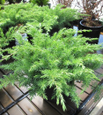 Juniperus conferta Slager - Kriechwacholder -  20-30