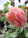 Englische Rose A Shropshire Lad ® - Englische Rose A Shropshire Lad ® - Duft++