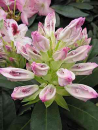 Großblumige Alpenrose Ursula - Rhododendron Hybride Ursula 30-40