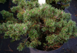 Pinus mugo Humpy - Zwerg-Bergkiefer - 25-30
