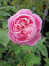 Historische Rose La Reine Victoria - Historische Rose -