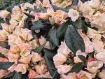 Großblumige Alpenrose Aureolin - Rhododendron Hybride Aureolin - 30-40cm
