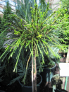 Thuja plicata Whipcord - Faden-Lebensbaum Whipcord - Veredelung auf einen Hochstamm