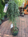 Cotoneaster dammerii Winterjuwel - Teppichmispel Winterjuwel - Veredelung auf 90 cm Hochstamm -