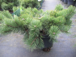 Pinus mugo Krauskopf - Bergkiefer Krauskopf  ca. 30-40 cm