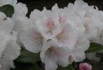 Rhododendron yakushimanum Seidenglanz - Ball Rhododendron - 25-30cm