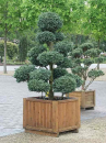 Chamaecyparis pisifera Boulevard Bonsai (80-100 cm) - Faden-Scheinzypresse, Erbsenfrüchtige Sc