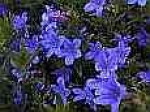 Lithodora diffusa "Heavenly Blue"