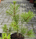 Pinus bungeana -  Chinesische Tempelkiefer -  Bunges Kiefer 25-30cm