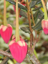 Crinodendron hookerianum (30-40 cm) - Elaeocarpaceae (Roter Laternenbaum)