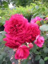 Englische Rose Wenlock® karminrot Duft+++ 50cm