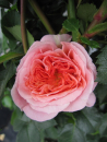 Kletterrose Rosa Pirouette® apricot Duft+++ 50cm
