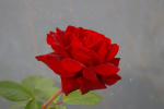 Rosa Isabel Renaissance ® - Strauchrose - Poulsen Rose