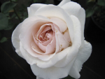 Rosa Renaissance Julia® - Strauchrose - zartes Rosa - Poulsen Rose